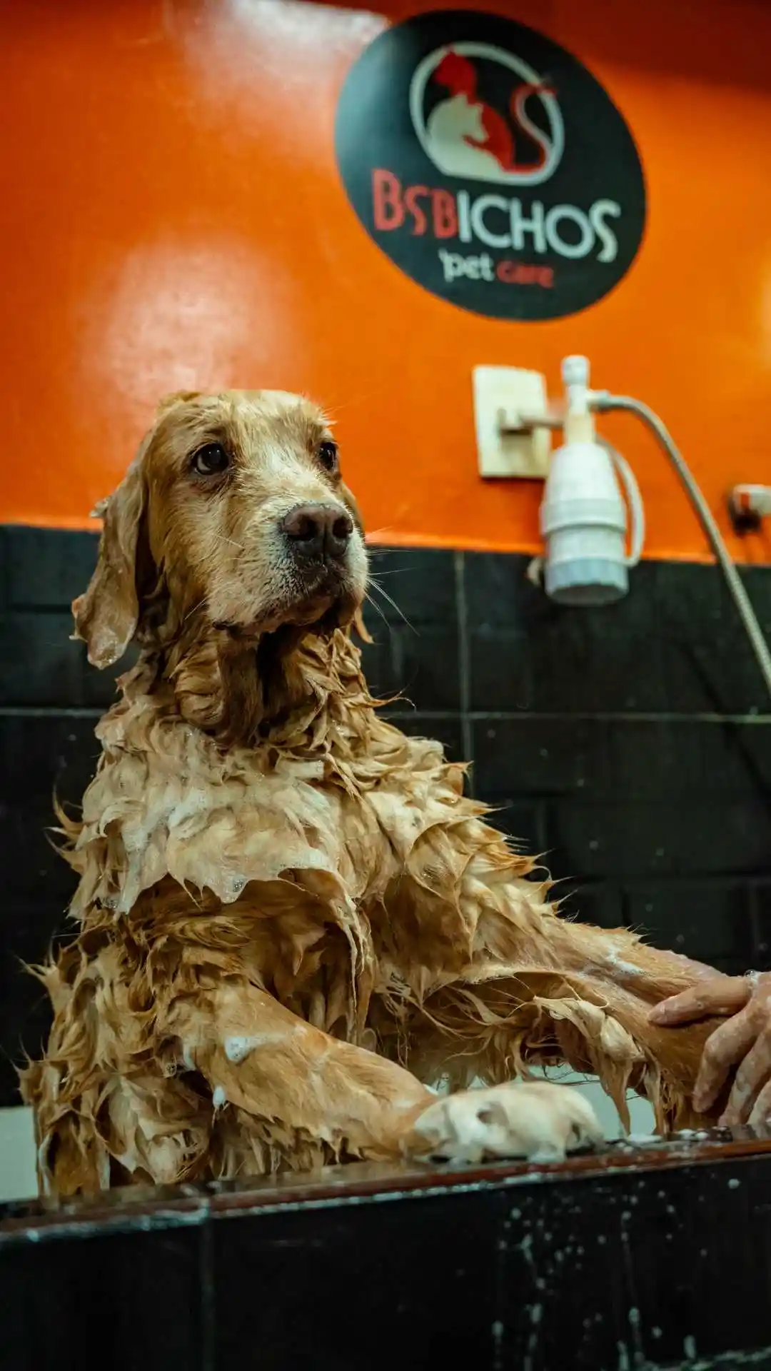 Cachorro feliz tomando banho na BSBichos - Banho e tosa profissional em Brasília